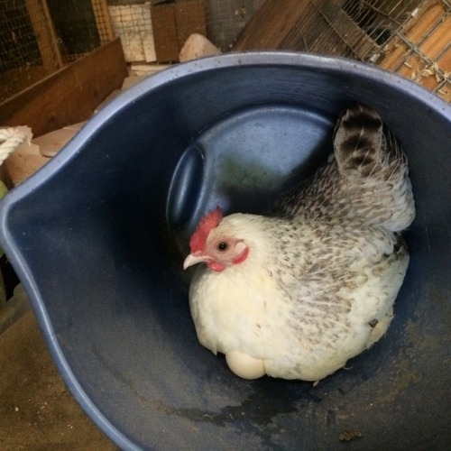 1petulantkitten:Bucket of chicken.