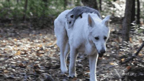 gifsboom:Video: Dog Adopts and Becomes Best Friends with Baby Opossum