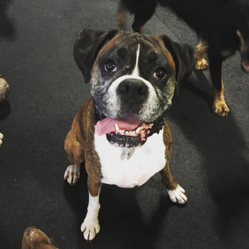 I met a real good buddy today. #doglife #doggiedaycarelife #clubk9pdx #boxer (at North Portland Club