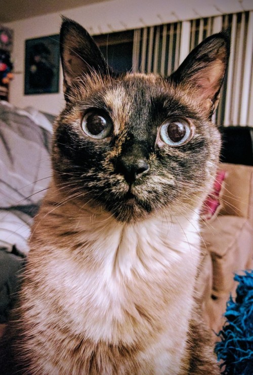 I can has new LinkedIn profile pic.  Will work for foodie.