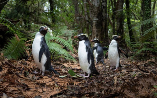 Penguins :3 I Lub Them