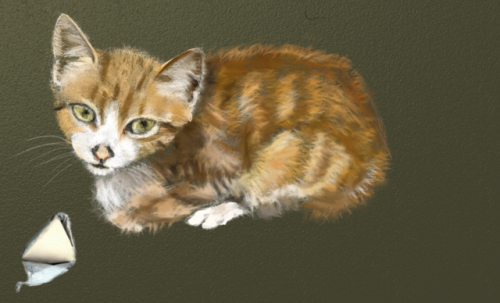 marauderfan: This kitten was sitting on the street in the Medina of Fez, hungry and trembling, so we