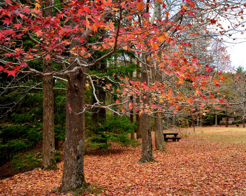 travelingcolors:Autumn in Kobe | Japan (by Akirafoto)