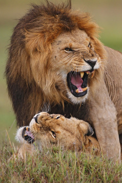 beautiful-wildlife:  Having Fun by Stephan