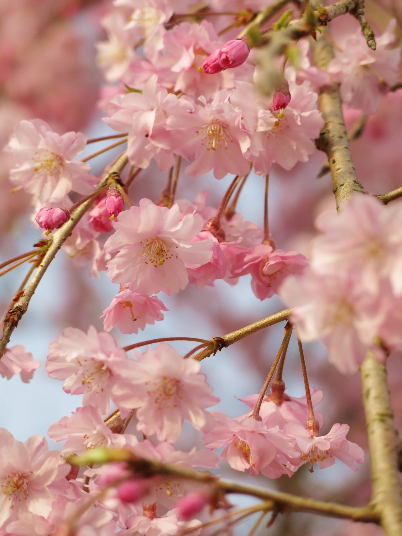 isao-takeda:  2016年4月9日 京都府緑化センターのしだれ桜　京都府福知山市夜久野町