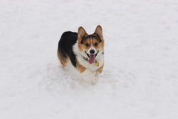 little-corgi:Puppy park!  they’re just