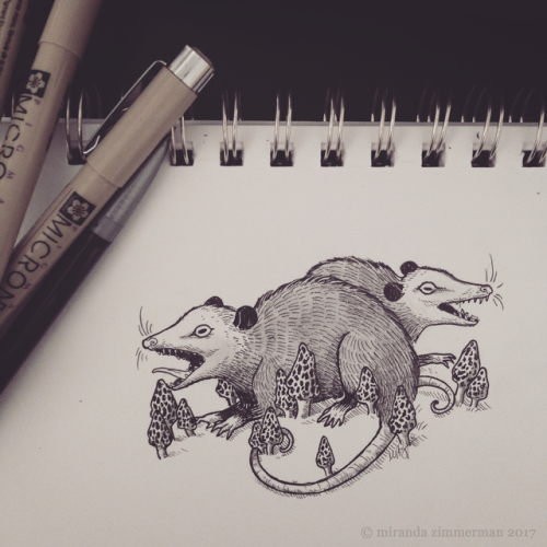“Do opossums have morels?”instagram ▵ tumblr ▵ etsy ▵ facebook