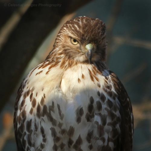 Red-tailed hawk (Buteo jamaicensis)January 13, 2021Southeastern Pennsylvania