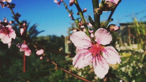 pxlestine:Almond Blossoms | Home, Gaza.