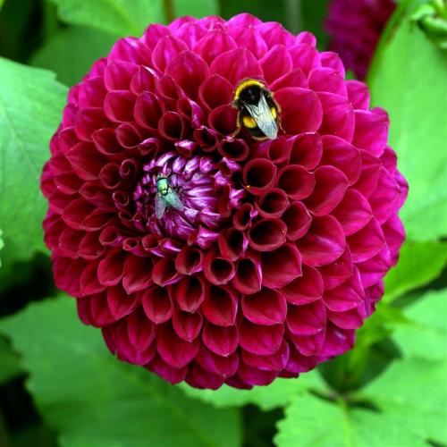 Another Dahlia with Bee. 