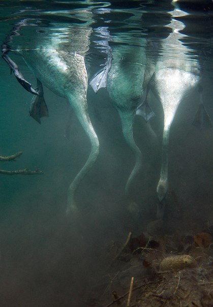 evaandherdemons: Swans underwater. 