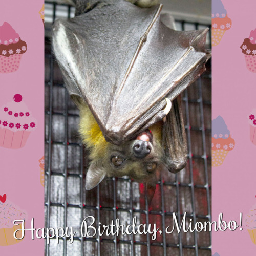 Happy Birthday to Miombo, one of our Straw-colored Fruit Bats! He turns 15 years old today - cheers 