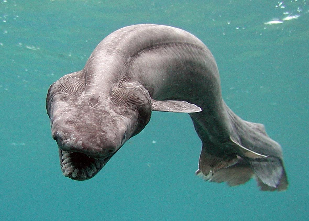 end0skeletal:  The frilled shark (Chlamydoselachus anguineus) is one of two living