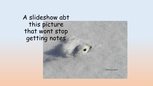 thecannibalofcheese: fruitsgarden: the end ! this has been a bird psa  best birb