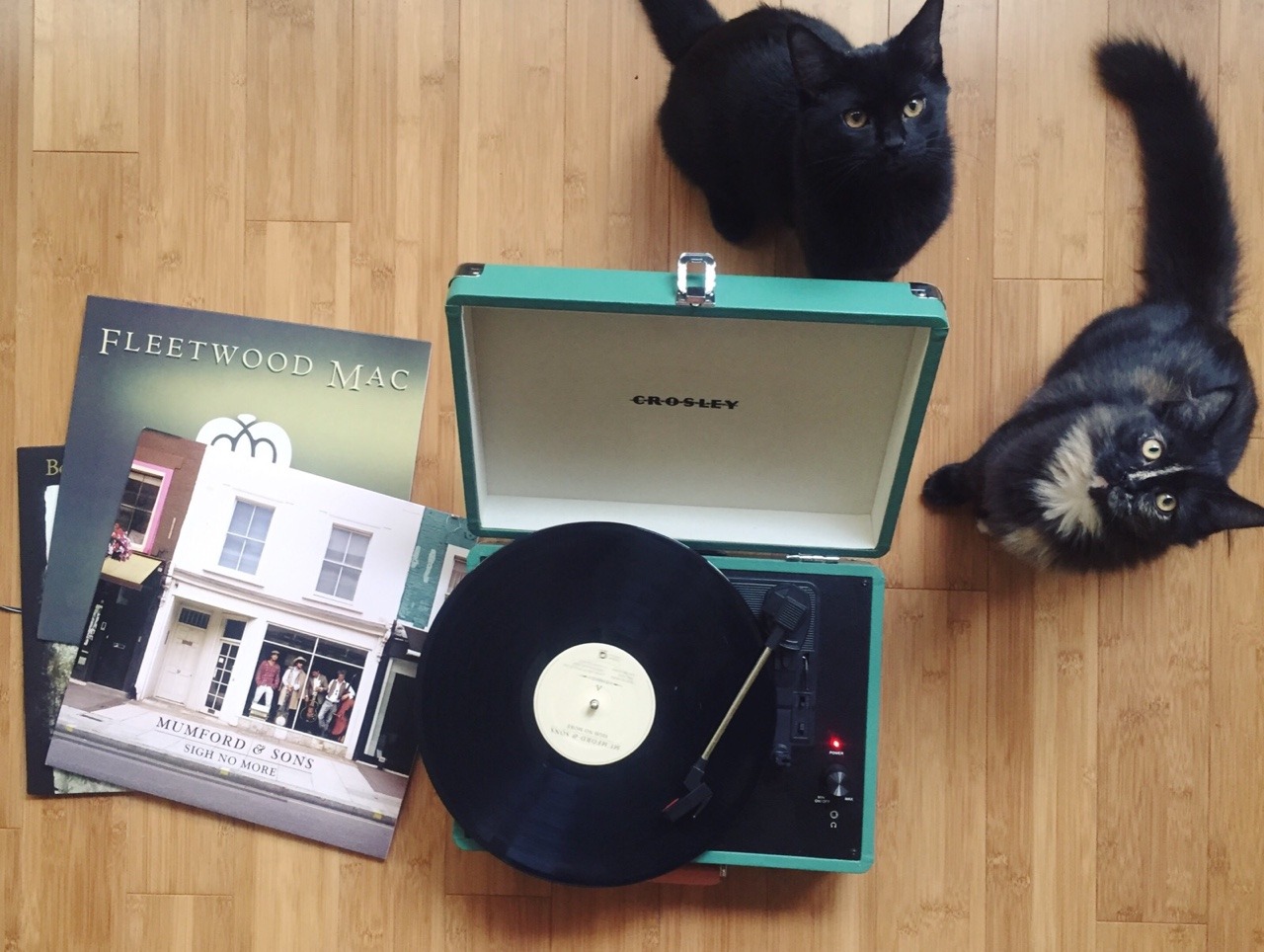 msexplorer:  sumisa-lily: Kitten has called in reinforcements and we’re listening