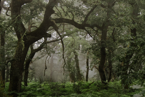 lunacide:Niebla en el bosque