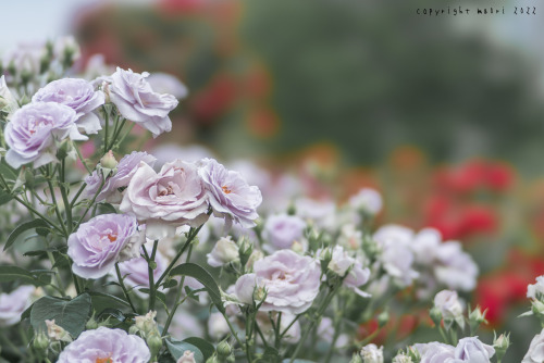 Nakanoshima Rose GardenPosted; May 19, 2022