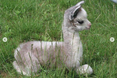 Baby Llamas Need No Drama
