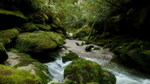 Cave Creek Resurgence, Kotihotiho, Aotearoa by New Zealand Wild on Flickr.