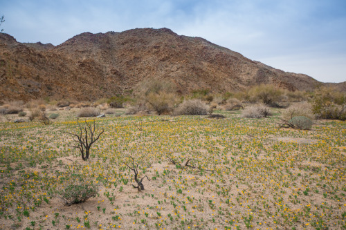 Joshua Tree National ParkWe backpacked during sunset and found a lovely spot to set-up camp. The fol