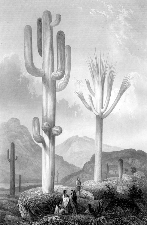 jessica-drewz: View along the Gila (Cereus giganteus). Paulus Roetter George Engelmann: Cactaceae of