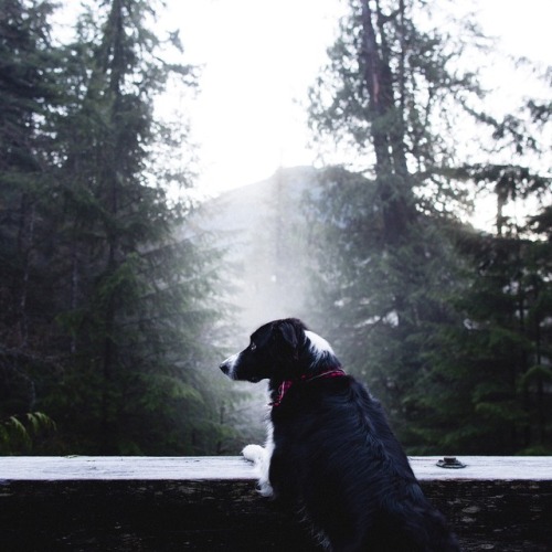 findmomo:Pretty swell moments up in Port Renfrew. These old growth forests and cold foggy mornings h