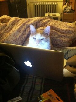 online-cats:  On the internet nobody knows