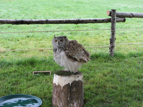 eagle owl