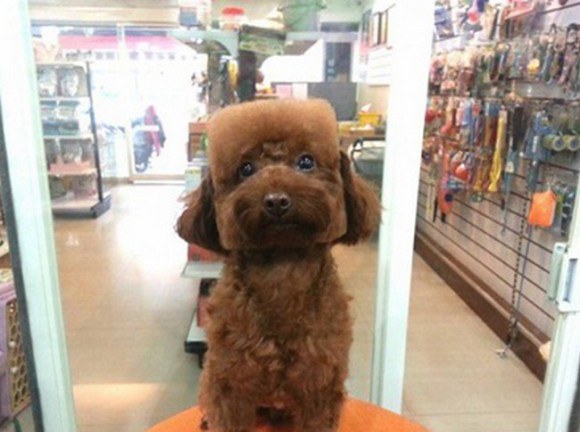 So there is a trend in Japan to shave dogs&rsquo; fur into cubes&hellip;