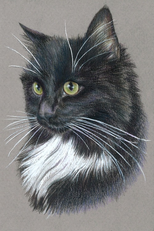 Lily Siobhan A Very Special And Luxuriously Fluffy Kitty.