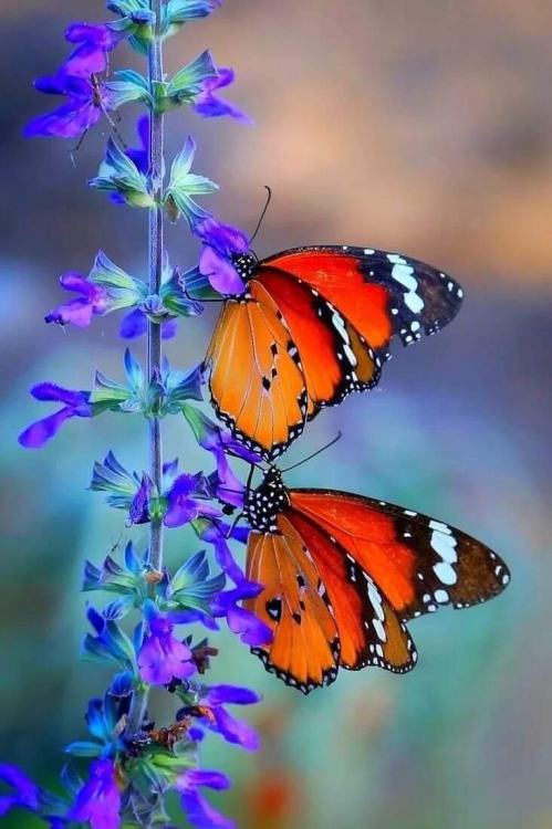 The butterfly counts not months but moments, and has time enough. ~Rabindranath Tagore~