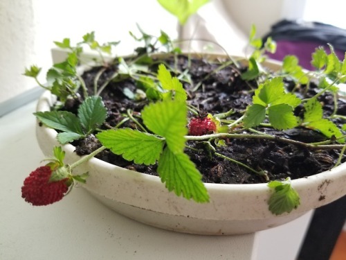 May or may not have caved and snagged a handful of wild strawberries from the park today. Doing a li