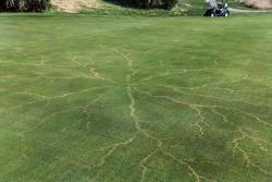 sixpenceee:  Grass after a lightning strike. For