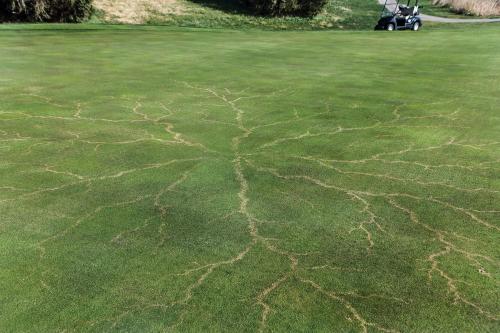 sixpenceee:  Grass after a lightning strike. For those who don’t already know, the figure you see above is called a Lichtenberg figure. It consists of branching electric discharges that sometimes appear on the surface or the interior of insulating