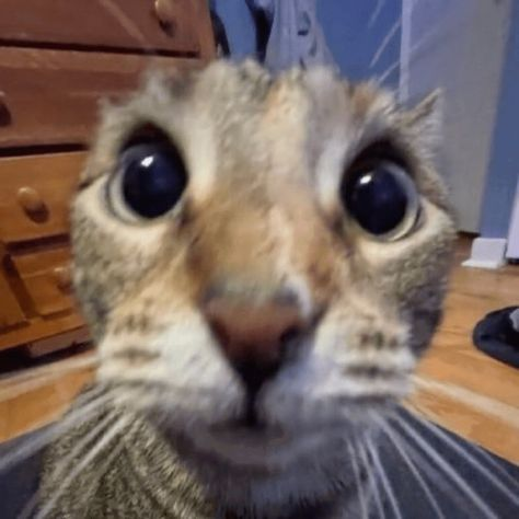Can I Have One Of Your Treats.....maybe Half........