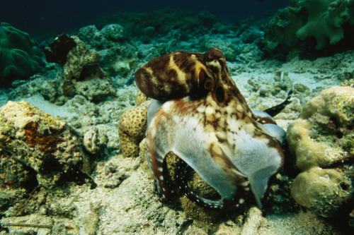 thelovelyseas: Octopus cyanea octopus tent-hunting by Tim Laman