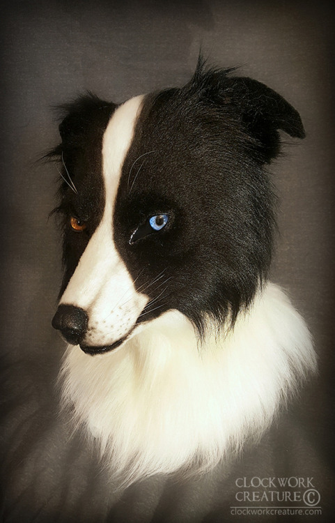 Finally finished this border collie head! It will be up for auction starting tomorrow (Fri May 19)!