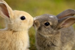 simiansyndicate:  romanope:  Kissing bunnies! ☆*:.｡.