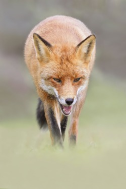 beautiful-wildlife:Fox by Joke Hulst