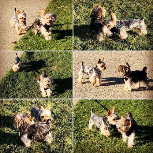 Pepe met his brother, Bruno, today! First time meeting since Bruno moved to the neighborhood. #yorkiesofinstagram #yorkies #pepetheyorkie #brunotheyorkie https://www.instagram.com/p/CK-sQ9Fr-GV/?igshid=vxjncxsxgjz2