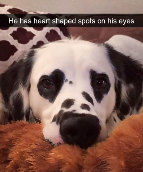 Porn Pics babyanimalgifs:  Doggo snapsvia boredpanda.com @animalsnaps​