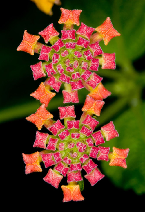 mayahan:Photos Of Geometrical Plants For Symmetry Lovers