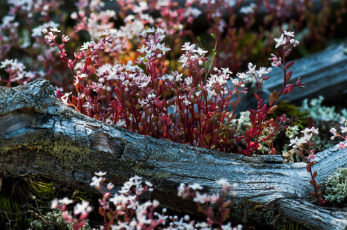 blooms-and-shrooms: pink and log by creativegenius5 on Flickr.