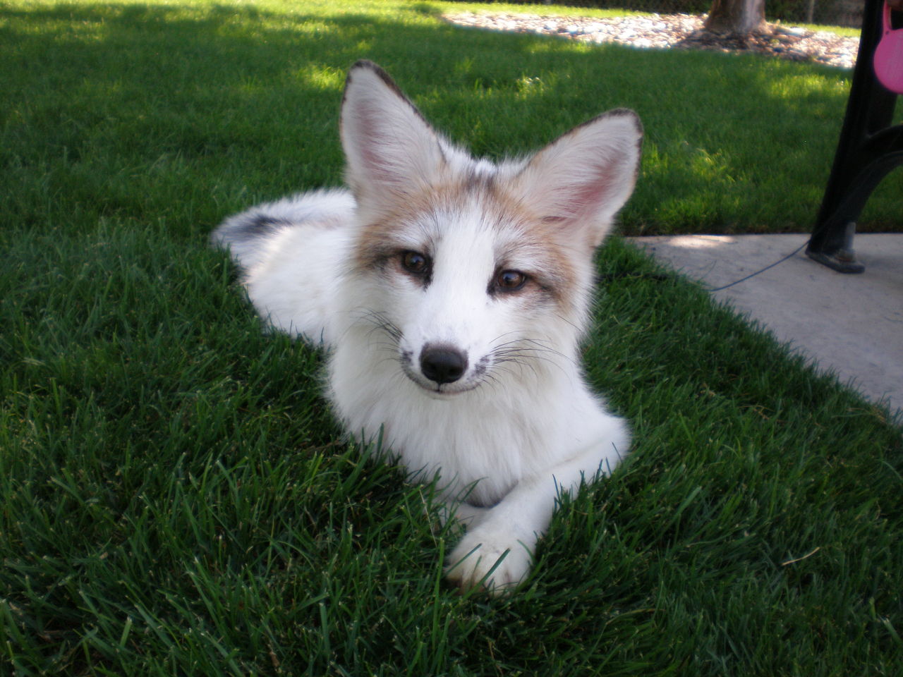 bearsatan:  djkaeru:  foxesarethebestanimals:  Meet Juno, a very beautiful marble