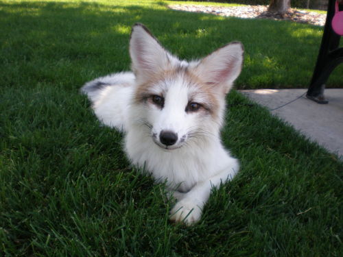 djkaeru:foxesarethebestanimals:Meet Juno, a very beautiful marble fox, four months old and as just a