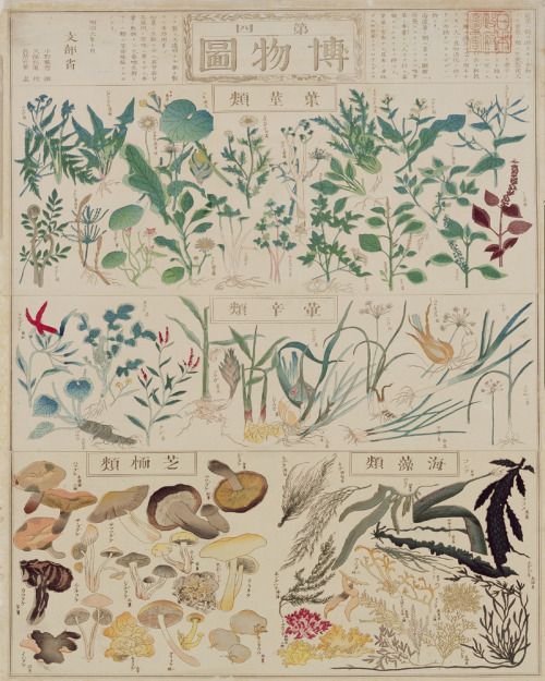 sketchbookcrafts:   Chikuyou Hasegawa(長谷川 竹葉), illustrated plant chart:  edible leaves , pungent herbs, mushrooms and seaweed, 1873 .  