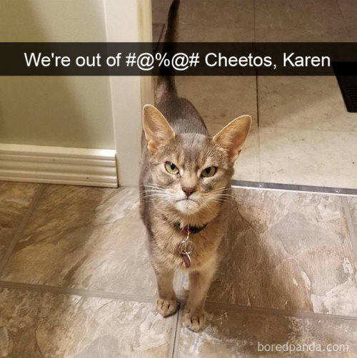 deweydell25: awesome-picz: Hilarious Cat Snapchats That Will Leave You With The Biggest Smile (part 