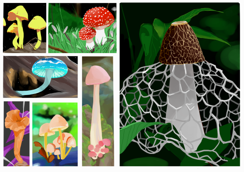 Mushroom studies