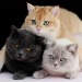 cat-lover-1001:Most adorable family 😍😘