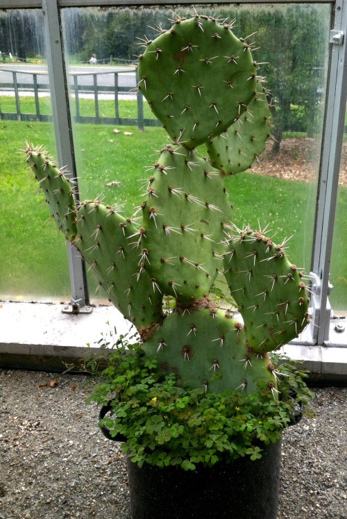 Here&rsquo;s an Opuntia from the Berkshire Botanical Garden greenhouse in Stockbridge, MA.  Growing 